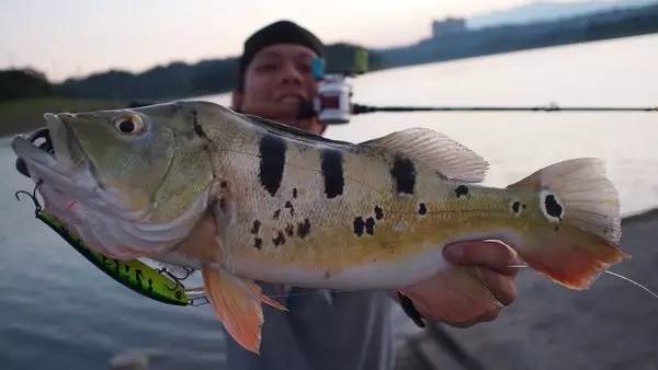 孔雀鲈(peacock bass,水中彩虹),它是水中恶霸!