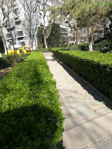 美篇  路旁的黄杨冒出了翠绿的嫩叶,一排排的矮树墙在阳光下碧绿闪亮