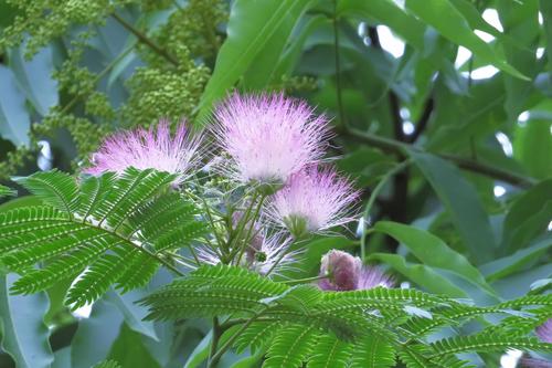 合欢花开如梦如缨,叶随花开花谢晨展暮合,美到不食人间烟火