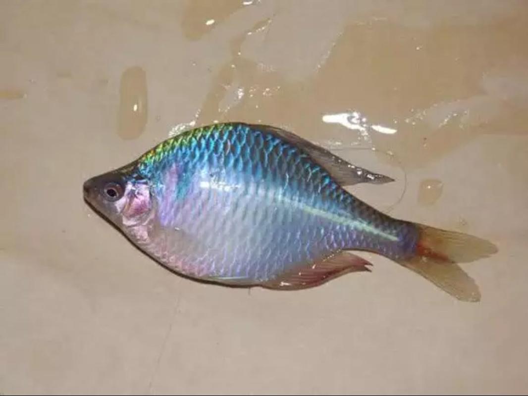 "鳑鲏"?性价比较高的鱼,既好吃又好看,农村随处可见!