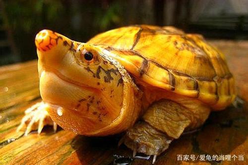 三大巨蛋,萨尔文巨蛋龟怎么发色