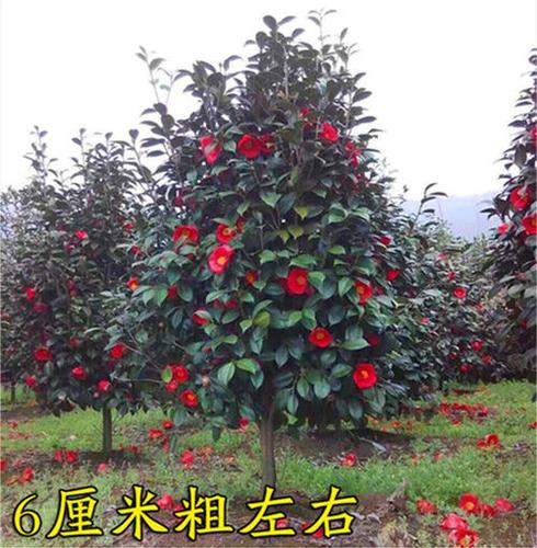 庭院美观耐寒花卉植物大型四季常青耐冬耐冻花卉