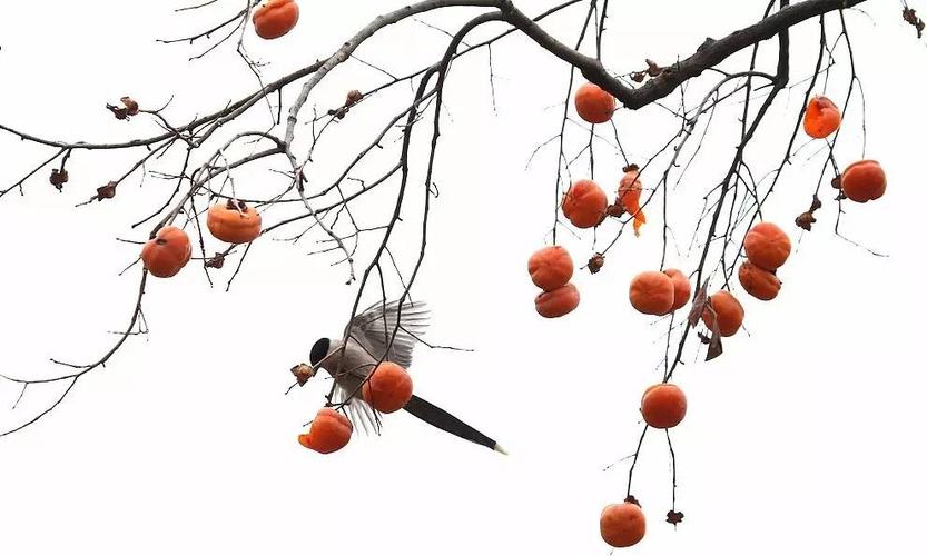 李子树中了3年了,果子今年比较多,属于皮青水多味甜的那