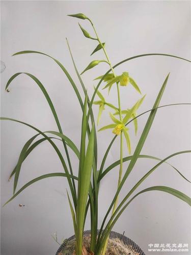 夏寒兰芽黄素花开