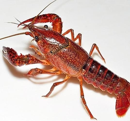 淄博小龙虾养殖技术深度剖析