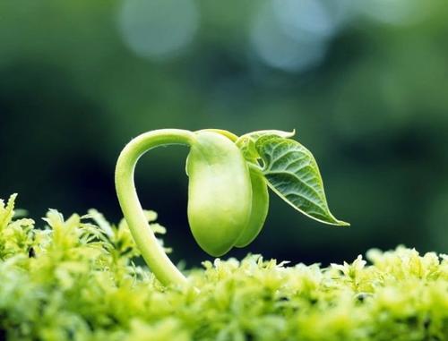 嫩芽破土而出简笔画