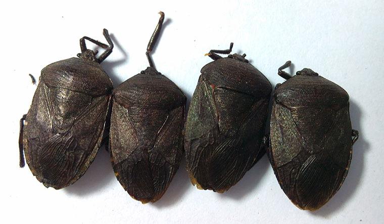 中药九香虫价格及功效如何