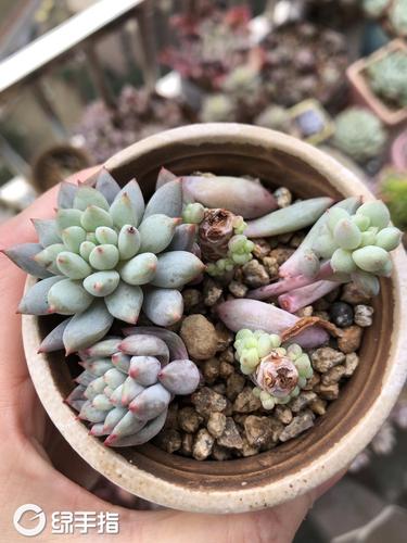 明珠190430(5.8)陶子多肉