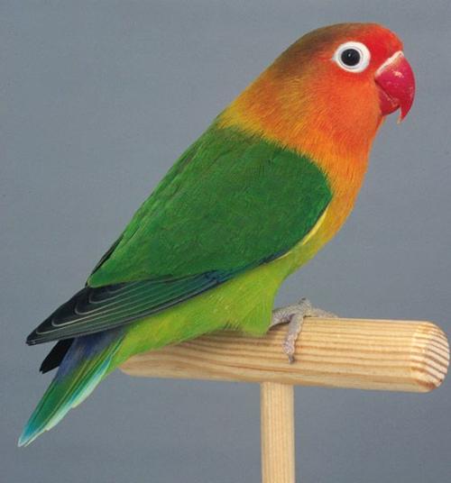 费氏牡丹鹦鹉