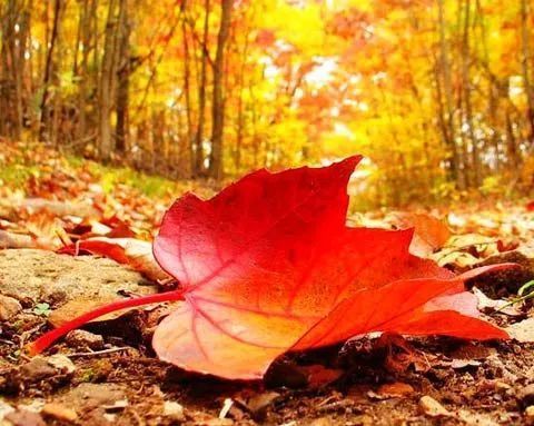 不放一放手头的事情 (图片来源网络) 一叶知秋,没有什么比满山的枫叶