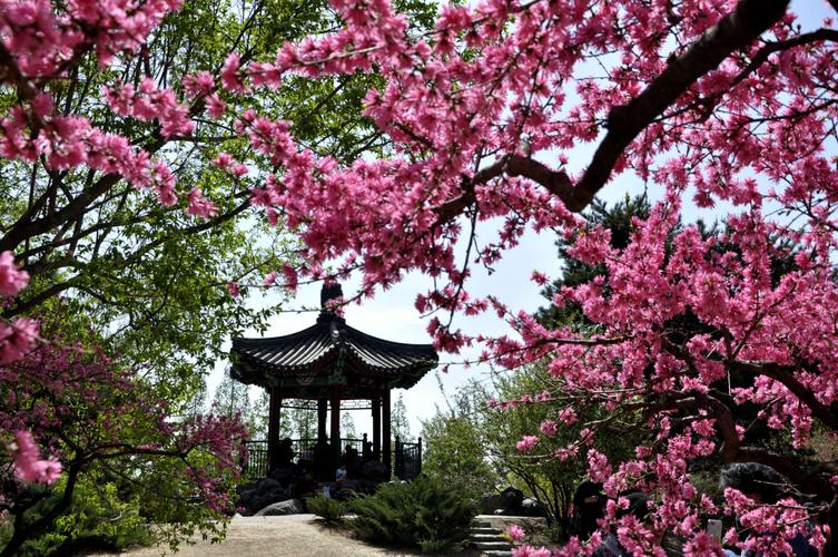 北京植物园桃花节