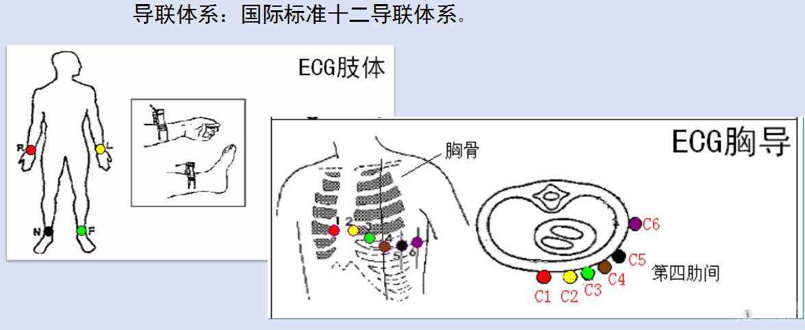 常规心电图导联系统与frank导联系统内部链接明显不同,属于两个完全