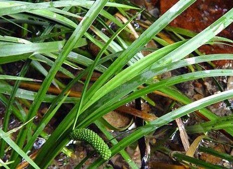 菖蒲的形态特征