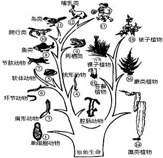 说出植物的进化历程.