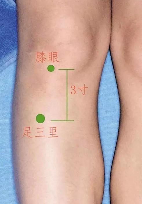 是"足阳明胃经"的主要穴位之一,足三里穴位的准确位置在外膝眼下四横