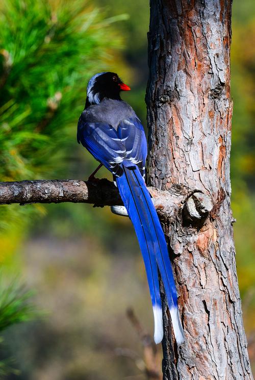 红嘴蓝鹊(学名: urocissa erythroryncha,是蓝鹊属的鸟类,俗称 赤尾
