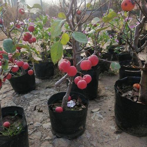 [长寿果海棠批发]长寿果海棠价格15元/棵 - 惠农网