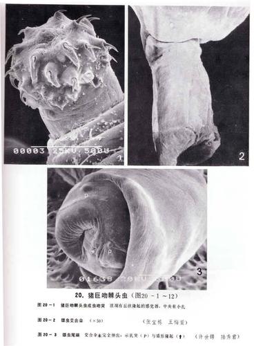 寄生虫图片-猪巨吻棘头虫