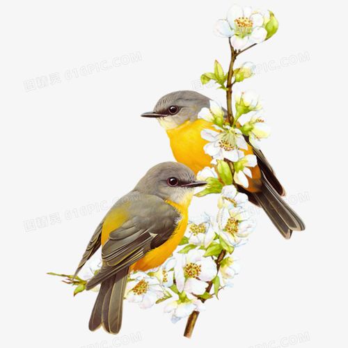 两只黄鹂鸟