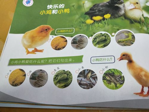 快乐的小鸡和小鸭