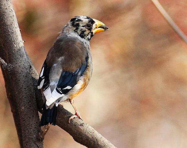 蜡嘴- 黑龙江版 heilongjiang鸟网