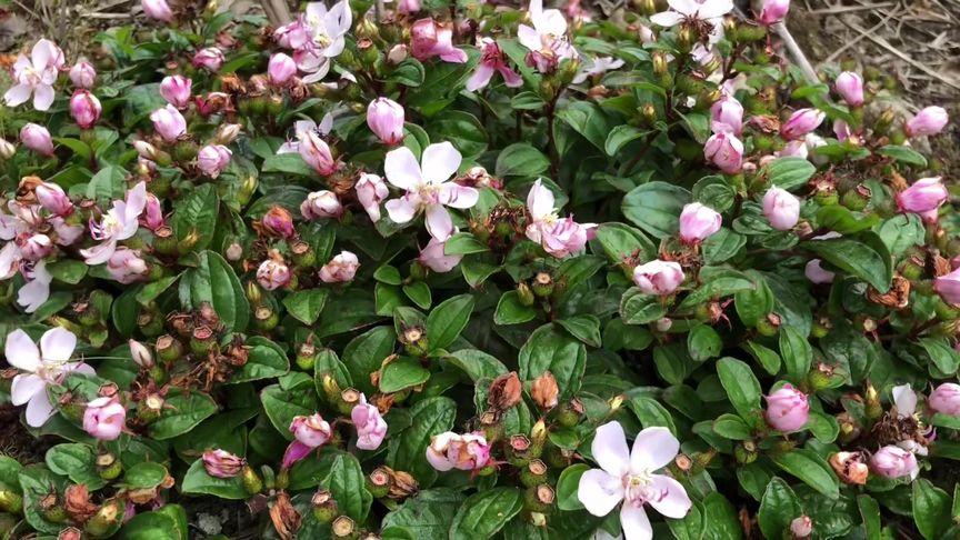 地捻子#屏南 #草药 #草药知识 #大自然的馈赠 #有认识的吗