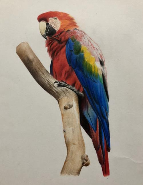 彩铅画【金刚鹦鹉】 - 简书