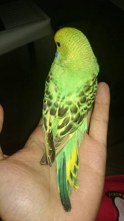 这是什么鹦鹉?大概值多少钱?