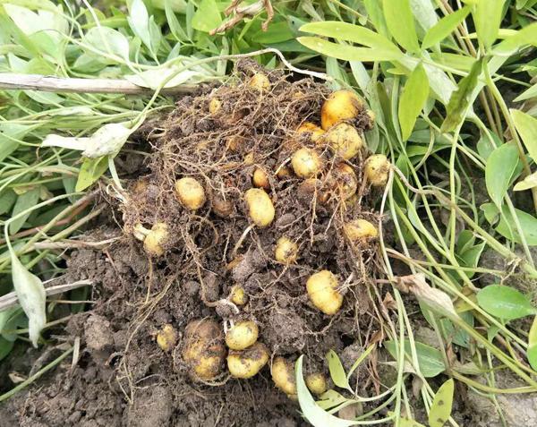 元胡如何种植?元胡种植技术