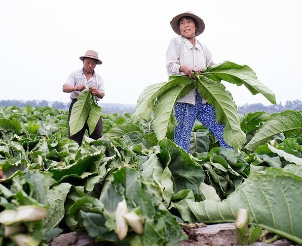四川特产--叶子烟