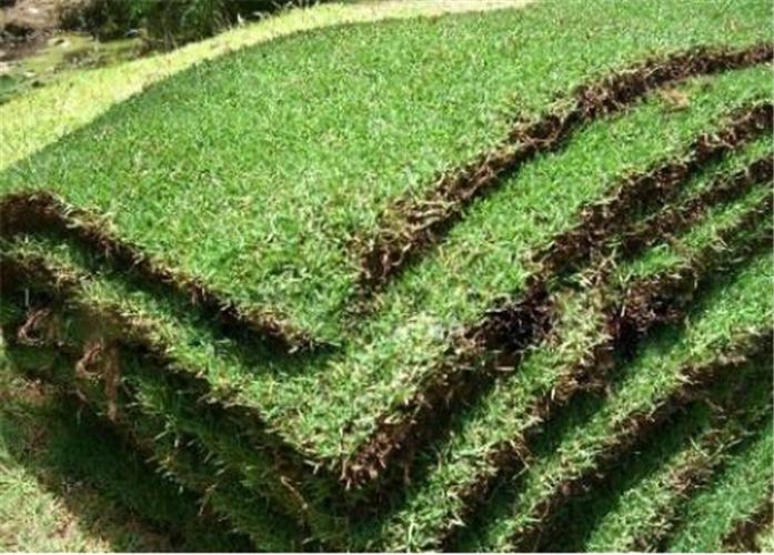麻涌镇大叶油草种植基地东莞供应大叶油草