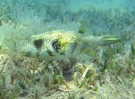 海草 – white-spotted puffers are often found in seagrass