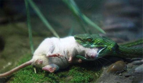 小白鼠被蛇咬住脑袋,生命垂危,最后同伴奋力搭救!