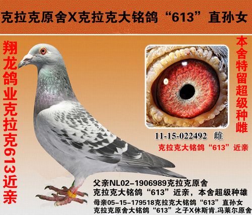 信鸽在线拍卖平台 - 中国信鸽信息网