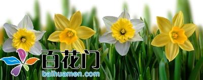 水仙花的图片