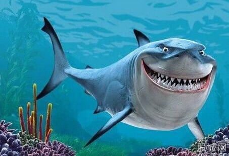 美好海洋节之【鲨鱼】