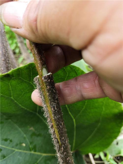 猕猴桃夏季嫁接法图解