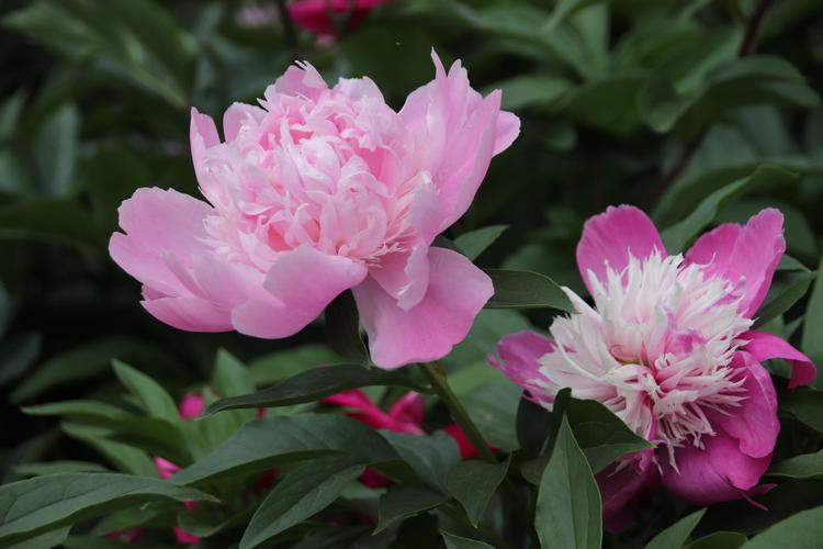 芍药～扬州市花