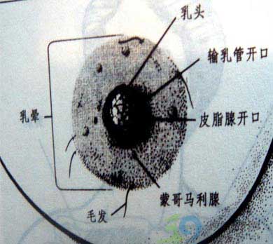 期(妊娠期,泌乳期,断乳期)→ 老年期 [-hzh-]       激素对乳腺的作用