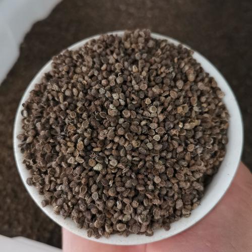 跳舞草种子 草本花卉观叶植物种子风流草种子多情草