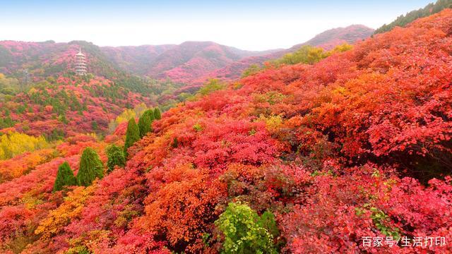 济南红叶谷,如霞似火,红透山和水,醉饮江山不负秋