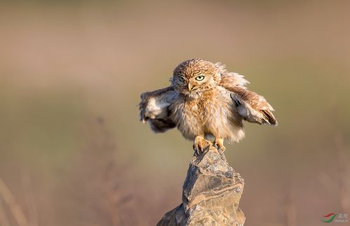 怒发冲冠纵纹腹小鸮祝贺老师佳作荣获鸟类精华