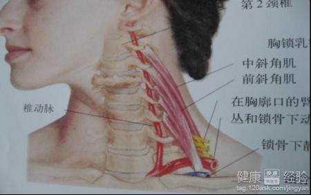 目前在临床上也是发病率比较高的,颈椎是骨质增生的易发部位,尤其是一