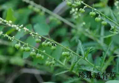 中药知识必学: 透骨草