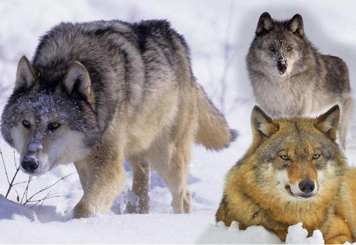 成语"狼狈为奸",其中狼大家都认识,那么"狈"到底是什么动物