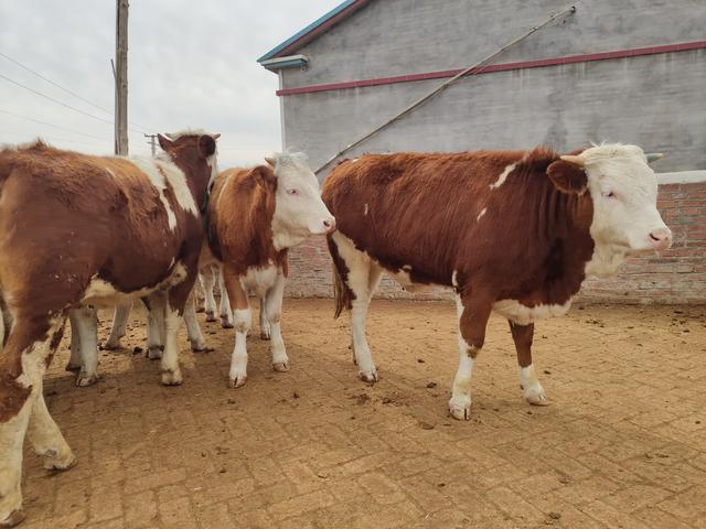 中国农村养牛人发现很多初生牛犊咳喘呼吸困难,到底是