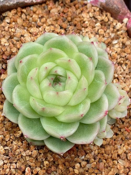 麦秆淡妆多肉10号白天鹅奶油底色油腻腻腻直播多肉植物