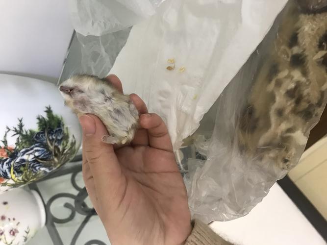 一个月的小三线仓鼠 在毯子和木屑底下死了是怎么回事