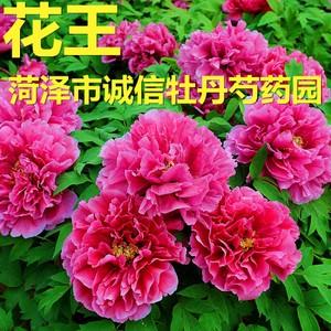菏泽市诚信牡丹芍药园开花最大牡丹花大王【花王】2018年秋天发货