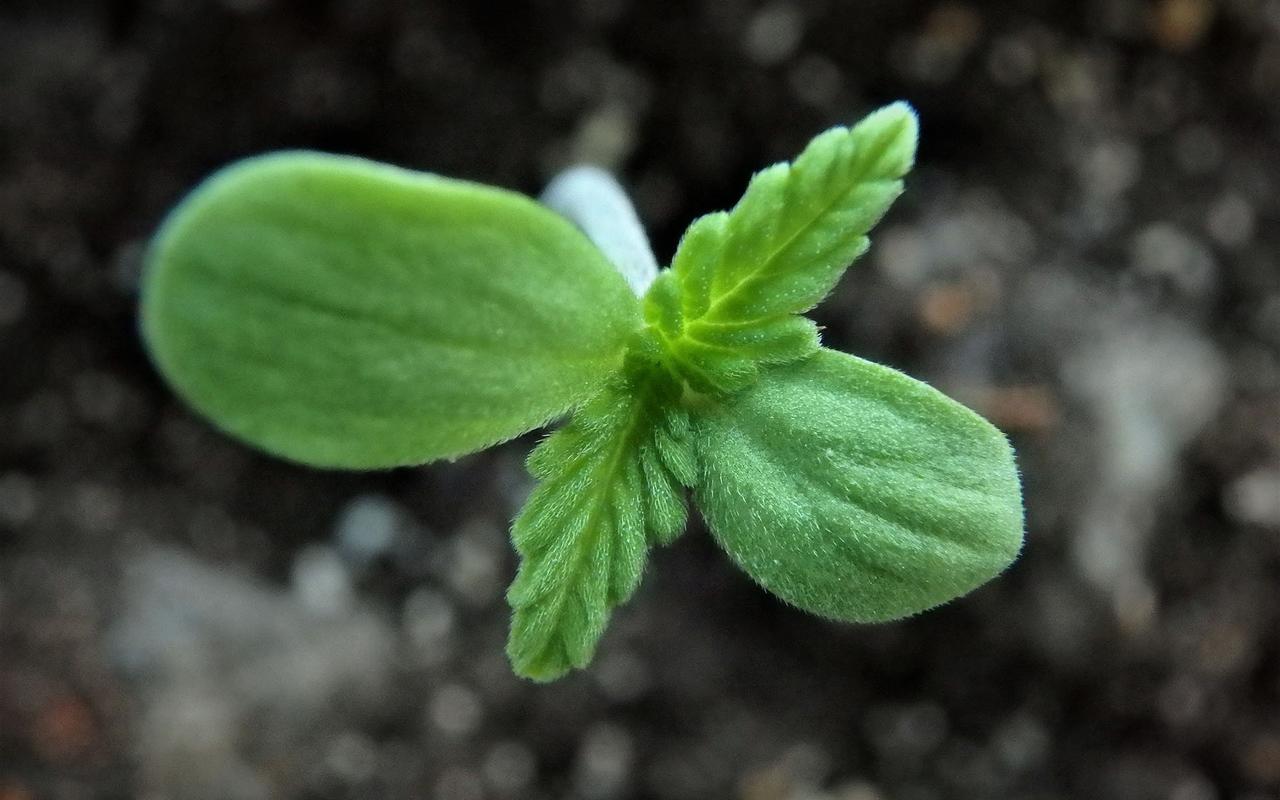 首页 桌面壁纸 植物壁纸 绿色嫩芽图片高清电脑壁纸上一张 下一张